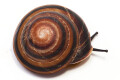 Caracolus sagemon ssp. Cuba typ 4 striped, adult, 35mm